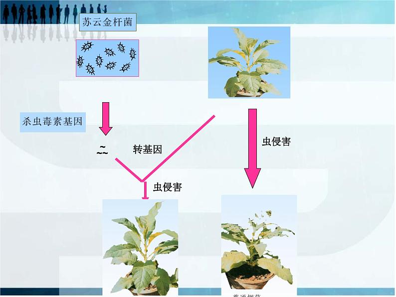 2022年苏教版八年级生物下册第24章第1节现代生物技术的应用课件 (3)第6页