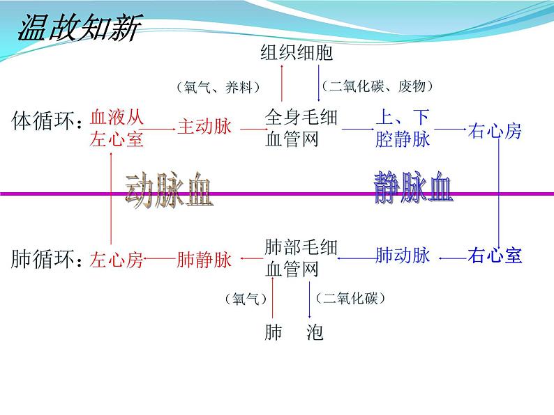 2022年苏教版七年级生物下册第11章第2节人体废物的排出课件 (6)02