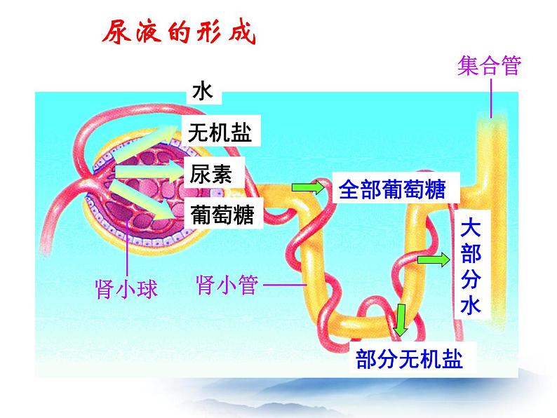 2022年苏教版七年级生物下册第11章第2节人体废物的排出课件 (2)08