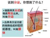 2022年苏教版七年级生物下册第12章第1节人体的激素调节课件 (5)