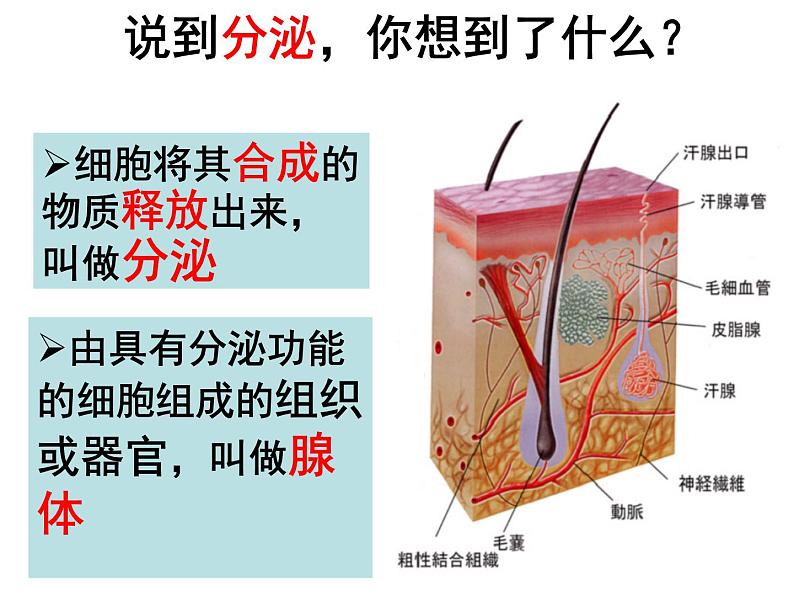 2022年苏教版七年级生物下册第12章第1节人体的激素调节课件 (5)04