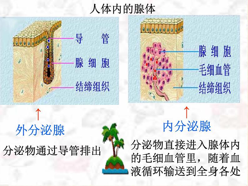 2022年苏教版七年级生物下册第12章第1节人体的激素调节课件 (1)03