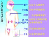 2022年苏教版七年级生物下册第12章第1节人体的激素调节课件 (1)