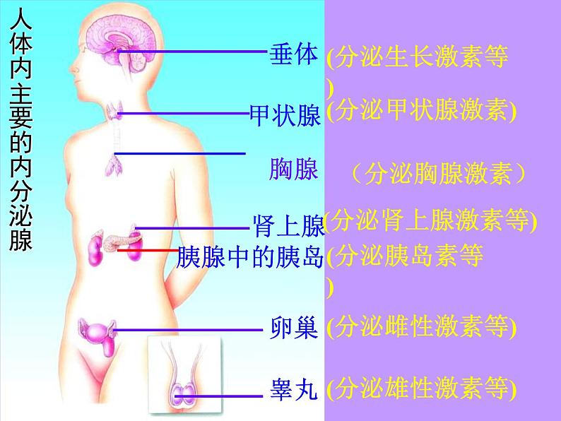 2022年苏教版七年级生物下册第12章第1节人体的激素调节课件 (1)第2页