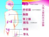 2022年苏教版七年级生物下册第12章第1节人体的激素调节课件 (3)
