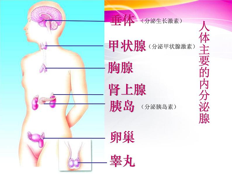 2022年苏教版七年级生物下册第12章第1节人体的激素调节课件 (3)第2页