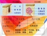 2022年苏教版七年级生物下册第12章第1节人体的激素调节课件 (3)
