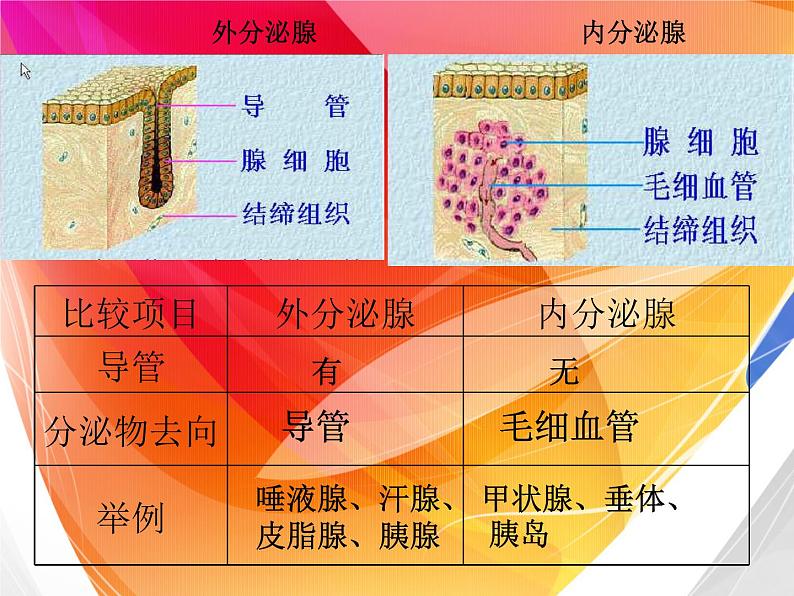 2022年苏教版七年级生物下册第12章第1节人体的激素调节课件 (3)第4页