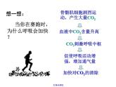 2022年苏教版七年级生物下册第12章第1节人体的激素调节课件 (4)