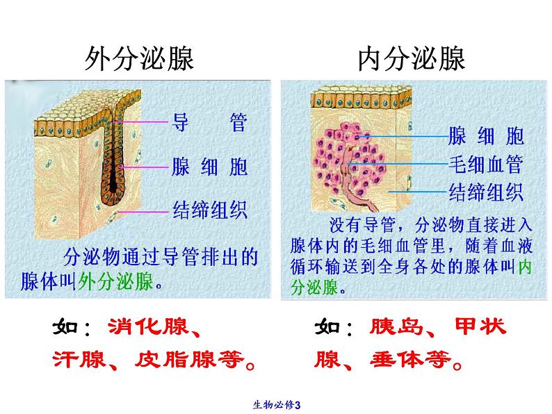 2022年苏教版七年级生物下册第12章第1节人体的激素调节课件 (4)第4页