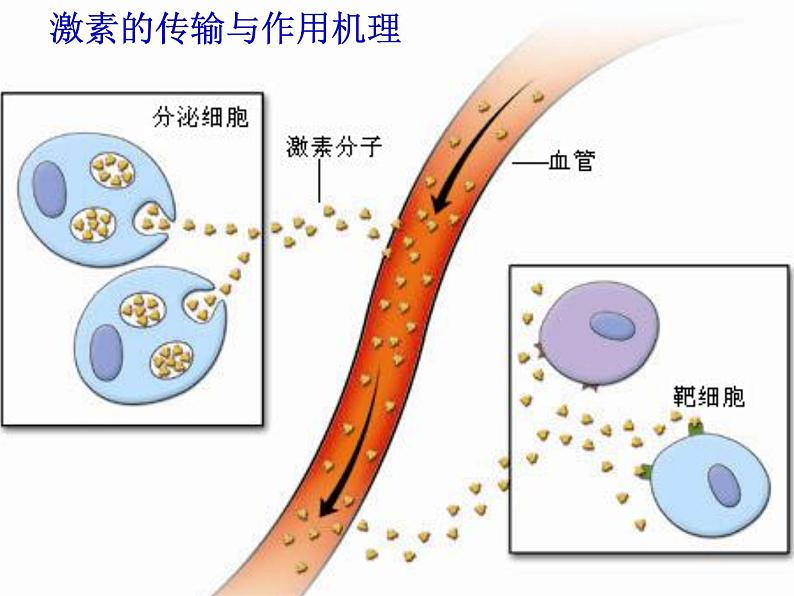 2022年苏教版七年级生物下册第12章第1节人体的激素调节课件 (4)第5页