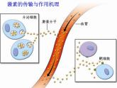 2022年苏教版七年级生物下册第12章第1节人体的激素调节课件 (4)