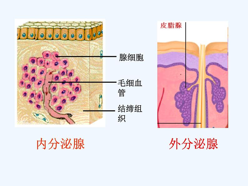 2022年苏教版七年级生物下册第12章第1节人体的激素调节课件 (2)第4页