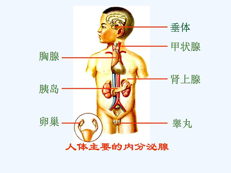 2022年苏教版七年级生物下册第12章第1节人体的激素调节课件 (2)第6页