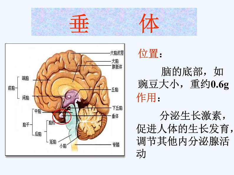 2022年苏教版七年级生物下册第12章第1节人体的激素调节课件 (2)第7页