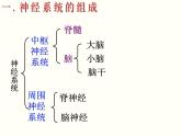 2022年苏教版七年级生物下册第12章第2节人体的神经调节课件 (3)