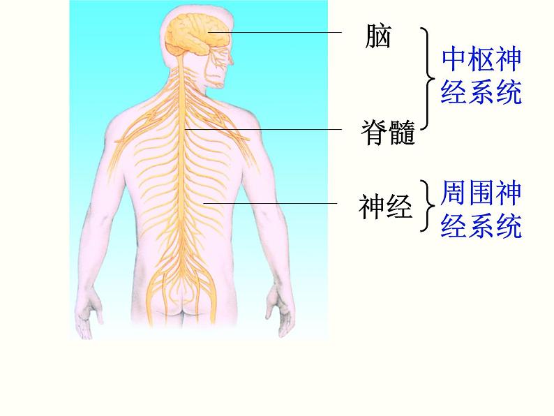 2022年苏教版七年级生物下册第12章第2节人体的神经调节课件 (3)第3页