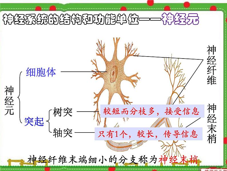 2022年苏教版七年级生物下册第12章第2节人体的神经调节课件 (3)第4页