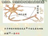 2022年苏教版七年级生物下册第12章第2节人体的神经调节课件 (3)