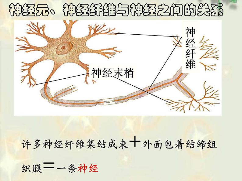 2022年苏教版七年级生物下册第12章第2节人体的神经调节课件 (3)第5页