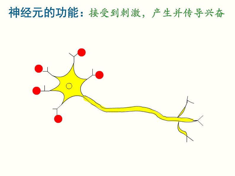 2022年苏教版七年级生物下册第12章第2节人体的神经调节课件 (3)第6页