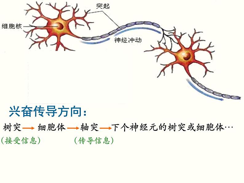 2022年苏教版七年级生物下册第12章第2节人体的神经调节课件 (3)第7页