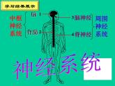 2022年苏教版七年级生物下册第12章第2节人体的神经调节课件 (1)