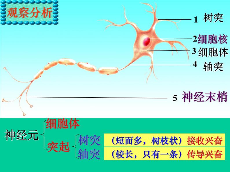 2022年苏教版七年级生物下册第12章第2节人体的神经调节课件 (1)第5页