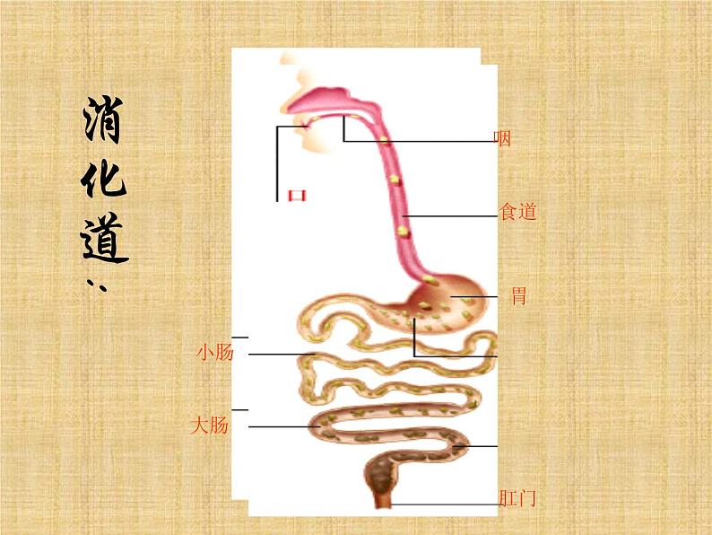 济南版七年级下册生物 1.2消化和吸收 课件第3页