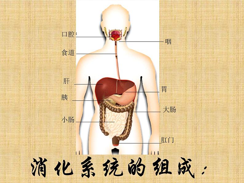 济南版七年级下册生物 1.2消化和吸收 课件第4页