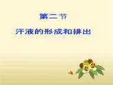济南版七年级下册生物 4.2汗液的形成和排出 课件