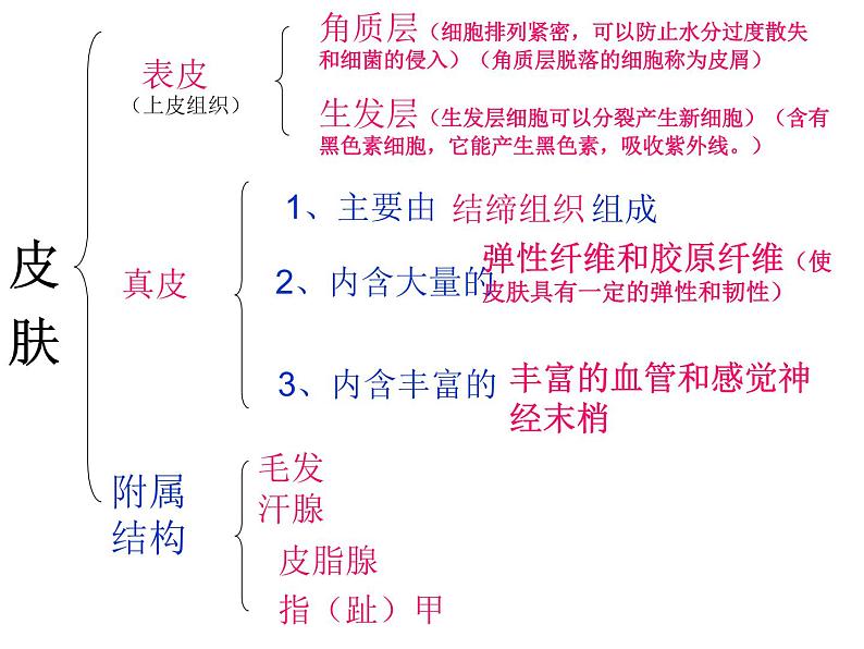 济南版七年级下册生物 4.2汗液的形成和排出 课件05