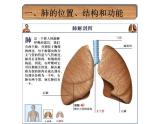 济南版七年级下册生物 2.1人体与外界的气体交换 课件