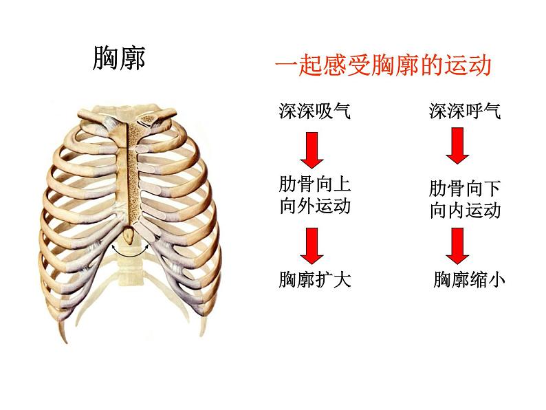 济南版七年级下册生物 2.1人体与外界的气体交换 课件03