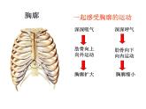 济南版七年级下册生物 2.1人体与外界的气体交换 课件