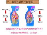 济南版七年级下册生物 2.1人体与外界的气体交换 课件