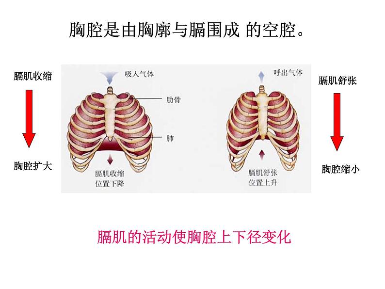 济南版七年级下册生物 2.1人体与外界的气体交换 课件05