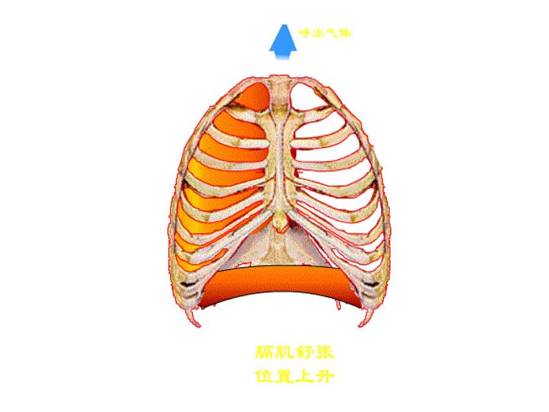 济南版七年级下册生物 2.1人体与外界的气体交换 课件06