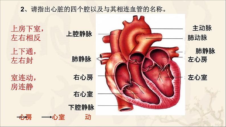 济南版七年级下册生物 3.3物质运输的途径 课件04