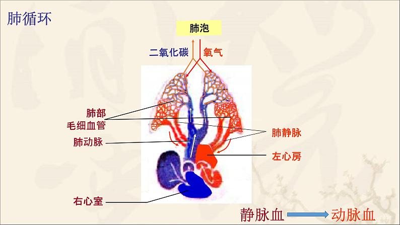 济南版七年级下册生物 3.3物质运输的途径 课件08