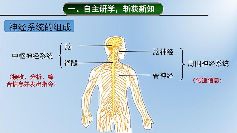 济南版七年级下册生物 5.2神经调节的结构基础 课件第4页