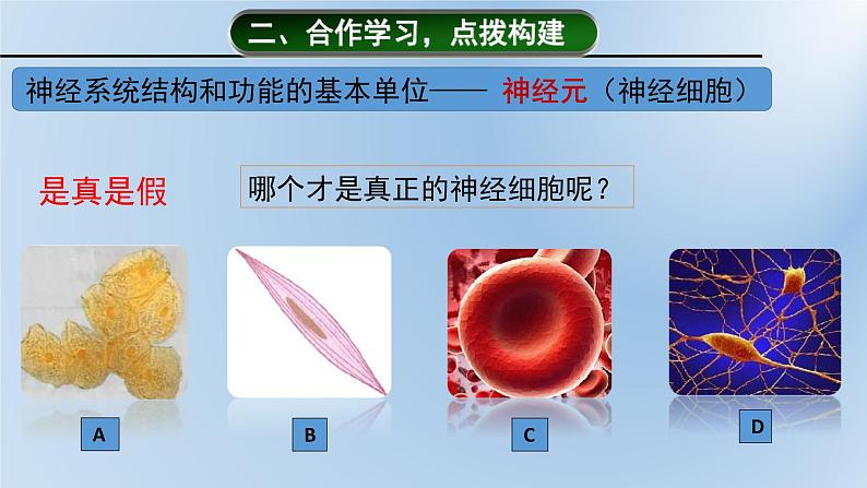 济南版七年级下册生物 5.2神经调节的结构基础 课件第5页