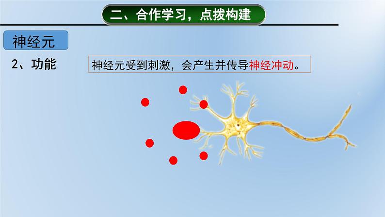 济南版七年级下册生物 5.2神经调节的结构基础 课件第7页