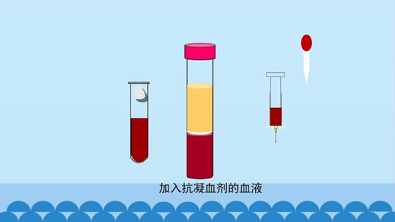 济南版七年级下册生物 3.1物质运输的载体 课件第5页