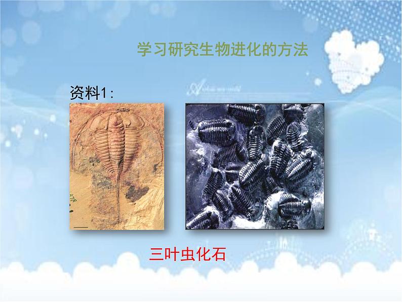 济南社八年级下册生物 5.1.3生物进化的历程 课件第6页