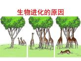 济南社八年级下册生物 5.1.4生物进化的原因 课件