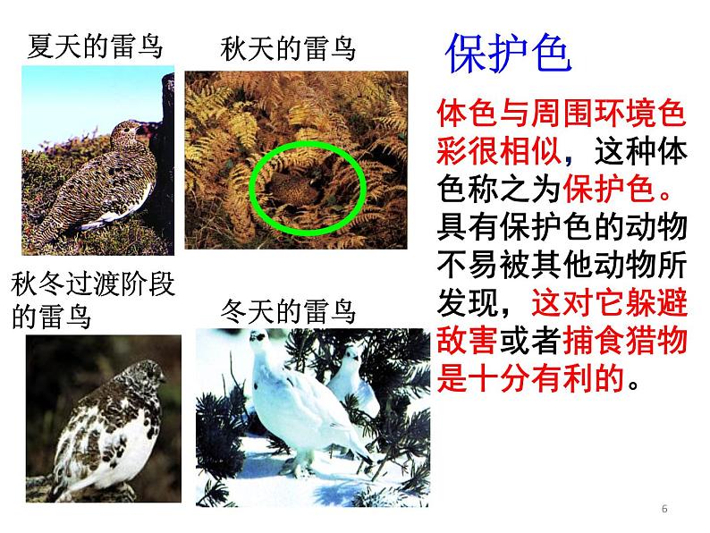 济南社八年级下册生物 5.1.4生物进化的原因 课件第6页