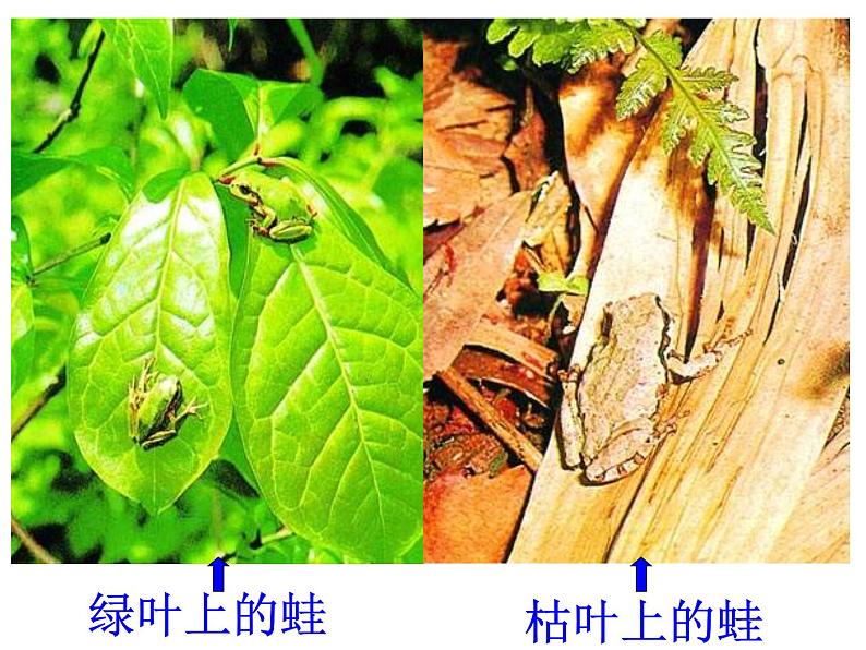 济南社八年级下册生物 5.1.4生物进化的原因 课件第7页