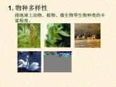 济南社八年级下册生物 6.3.1生物多样性 课件