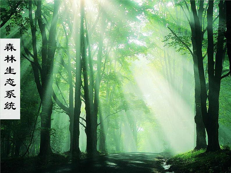 济南社八年级下册生物 6.2.1生态系统的组成 课件第4页